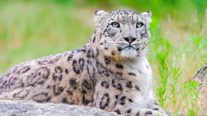 アルツハイマー病のリスクを軽減する可能性がある糖尿病治療薬が発見